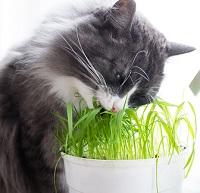 What to Do If Your Pet Eats Grass